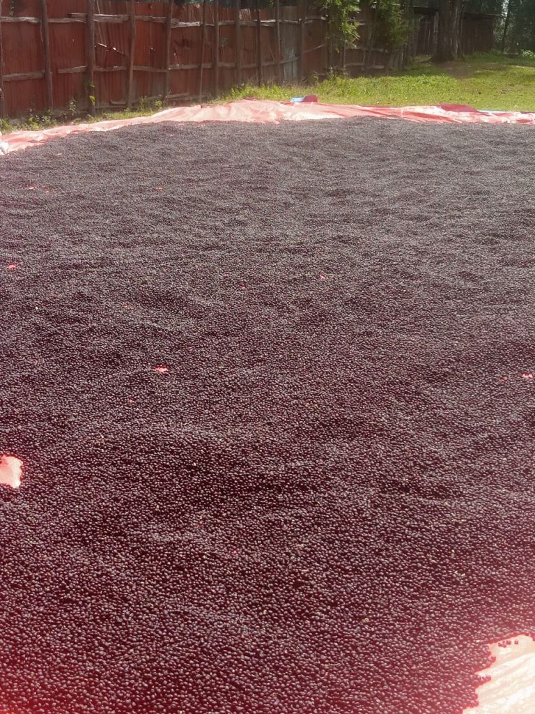 5906893429160394825 – Copy